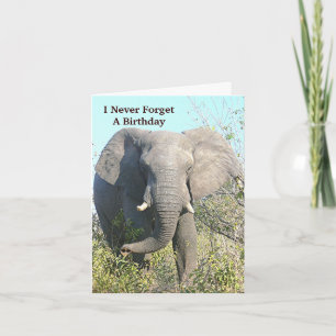 ELEPHANT WALKING TOWARD CAMERA CARD