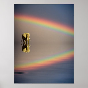 Elephant, water, and rainbow, Kenya Poster