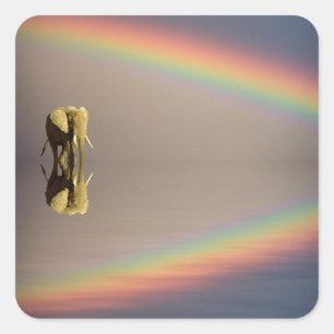 Elephant, Water & Rainbow, Kenya Square Sticker