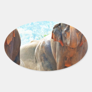 Elephants Animals Safari Destiny Peace Love Oval Sticker