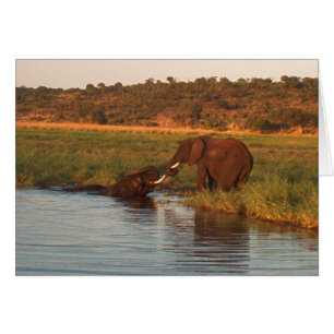 Elephants at sunset, Chobe
