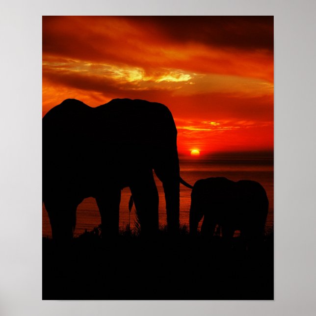 Elephants at Sunset Poster (Front)