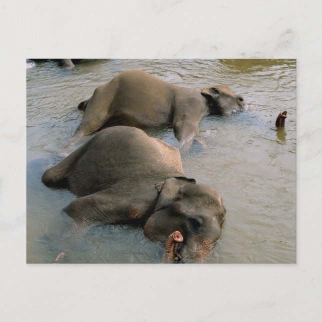 Elephants at the Waterhole Postcard (Front)
