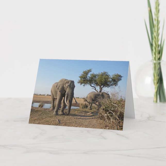 ELEPHANTS AT WATERHOLE  CARD (Front)