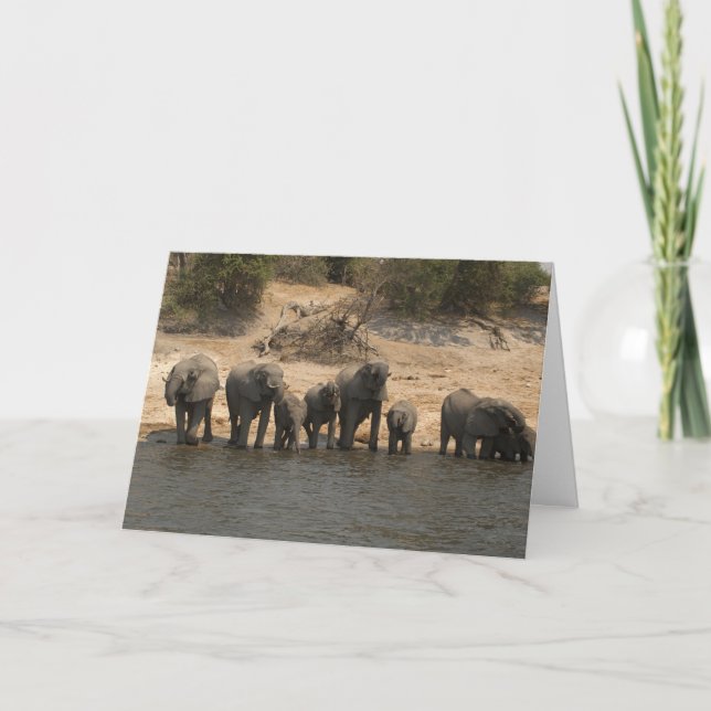 Elephants Drinking from Chobe River Card (Front)