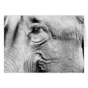 Elephants Eye, 2017