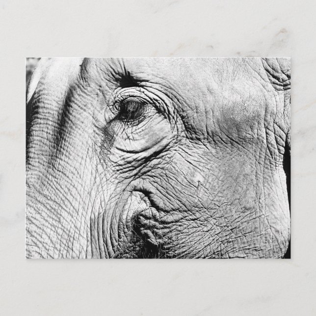 Elephants Eye, 2017 Postcard (Front)