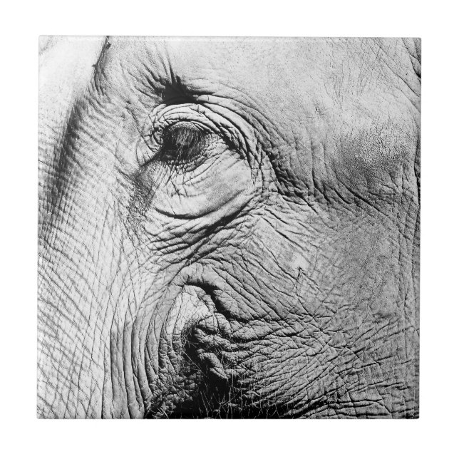 Elephants Eye, 2017 Tile (Front)