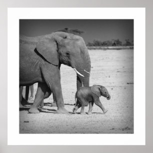 Elephants family poster