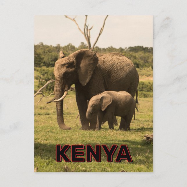 Elephants Grazing In Kenya Postcard (Front)