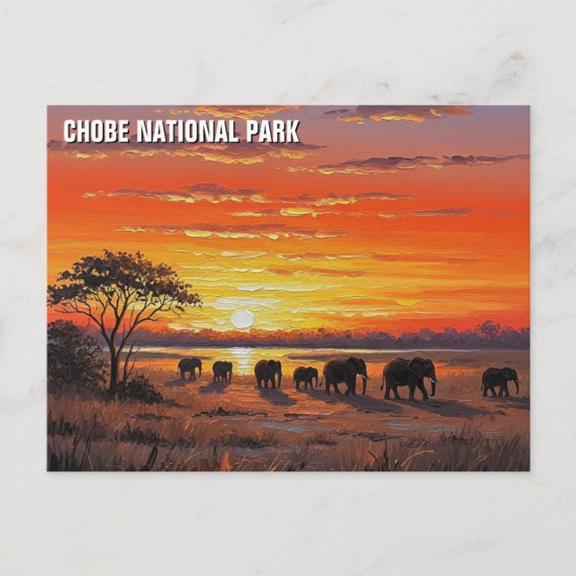 Elephants in Chobe National Park Botswana Postcard (Front)