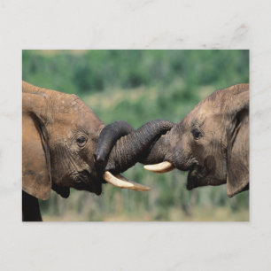 Elephants in love postcard