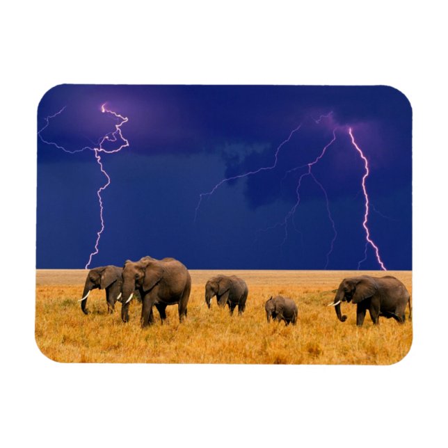 Elephants Magnet (Horizontal)