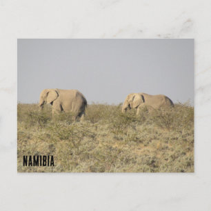 elephants namibia  postcard