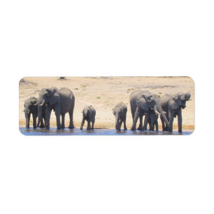 Elephants of Chobe Return Address Labels