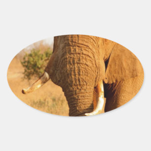 Elephants Oval Sticker