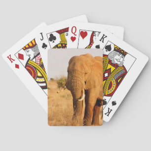 Elephants Playing Cards