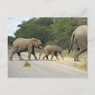 Elephants Postcard