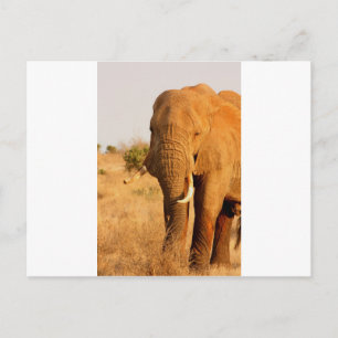 Elephants Postcard