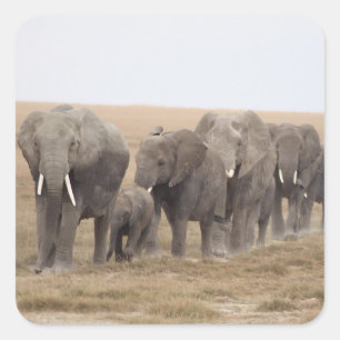Elephants Safari on Display Stickers