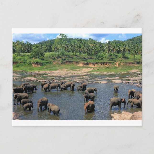 Elephants Sri Lanka Postcard (Front)