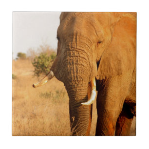Elephants Tile