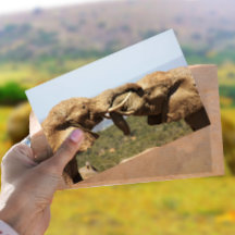 Elephants Tussling Postcard