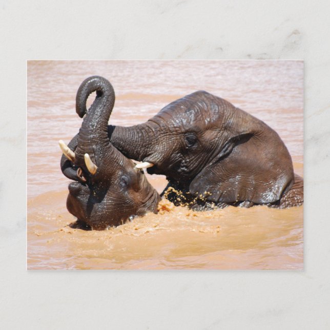 Elephants water world postcard (Front)