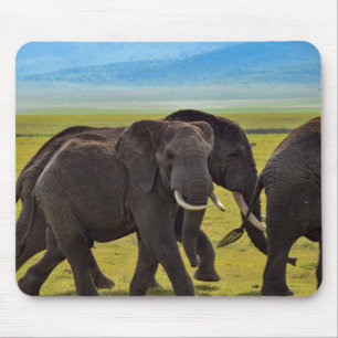 Elephants, Wildlife, Nature Mouse Pad