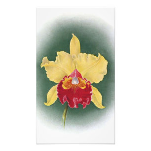 Elevate Your Space: Golden Queen Orchid Clipart Photo Print