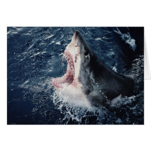 Elevated Shark mouth open