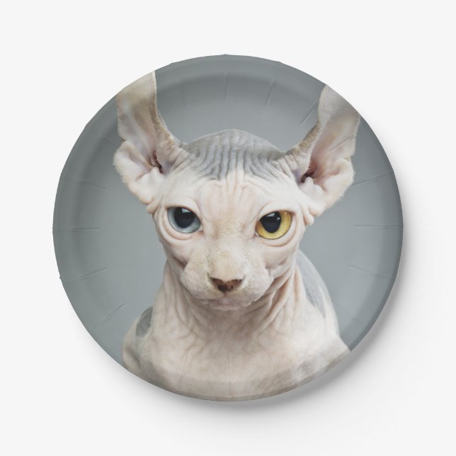 Elf Sphinx Cat Photograph Image Paper Plate (Front)