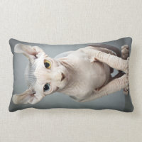 Elf Sphinx Cat Photograph