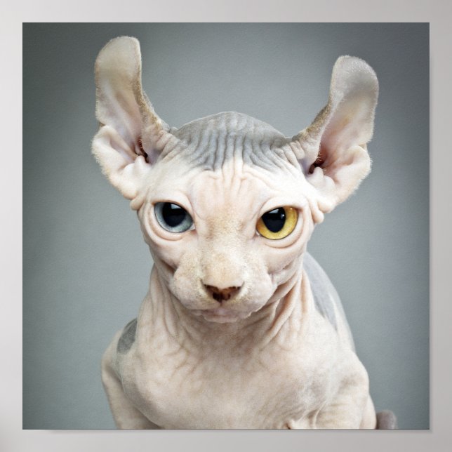Elf Sphinx Cat Photograph Poster (Front)