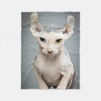 Elf Sphynx Cat Photograph