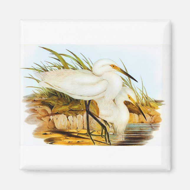 Elizabeth Gould Spotless Egret Magnet (Front)