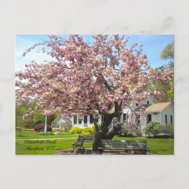 Elizabeth Park, Hartford, CT Postcard (Front)