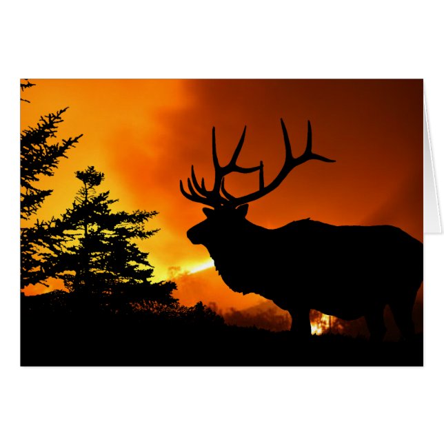 Elk (Front Horizontal)