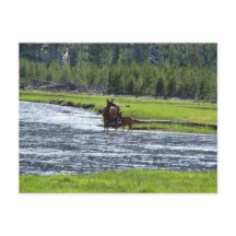 Elk and Baby in River