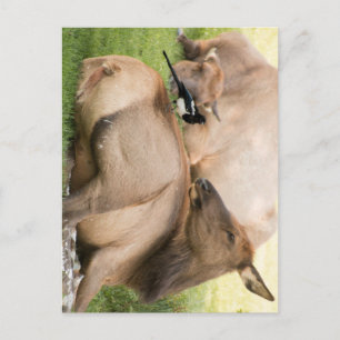 Elk and Bird Postcard