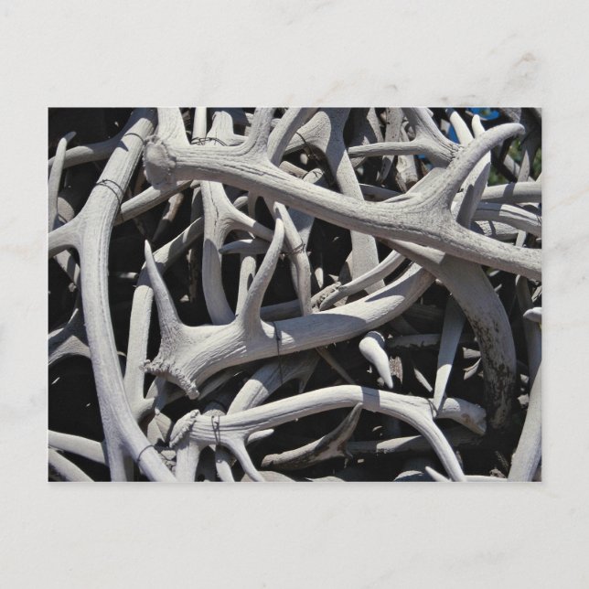 Elk antlers, Central Square, Jackson, Wyoming, U.S Postcard (Front)