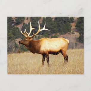 Elk at Fort Niobrara National Wildlife Refuge Postcard