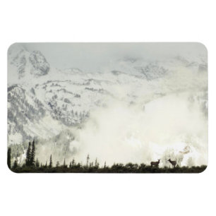 Elk at Grand Teton National Park Photography Magnet