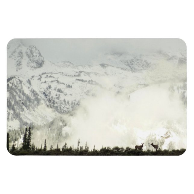 Elk at Grand Teton National Park Photography Magnet (Horizontal)