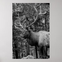 Elk Black White Photo Modern Rustic Cabin
