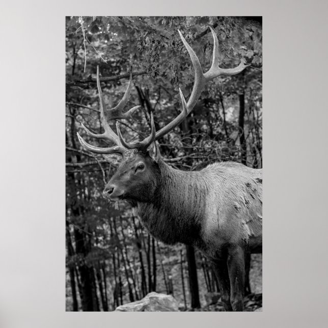 Elk Black White Photo Modern Rustic Cabin Poster (Front)