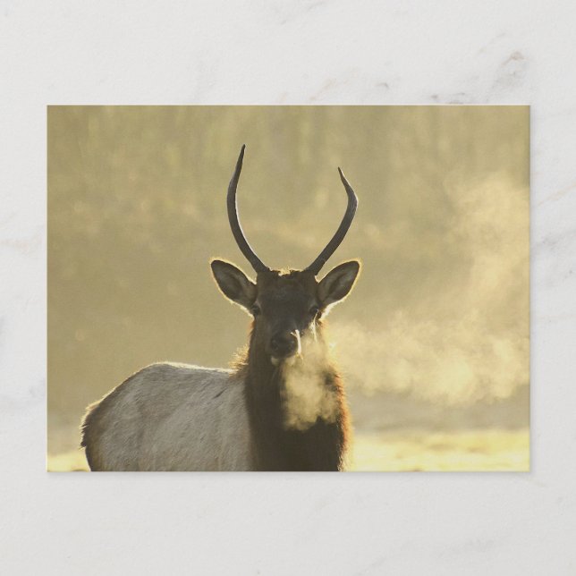 elk breathe postcard (Front)