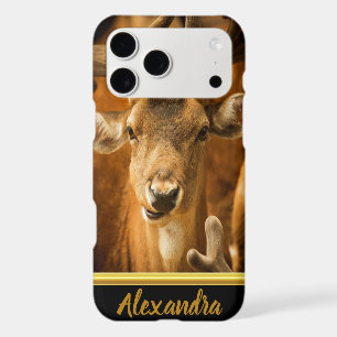 Elk buck looking right at you