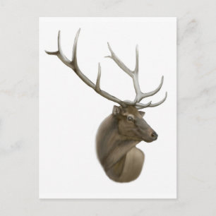 Elk Buck Postcard