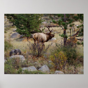 Elk bugling in Rocky Mountain National Park Print